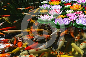 Artificial lotus flowers and japanese fish CARP fancy / koi in pond