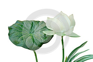 Artificial lotus isolate on white background