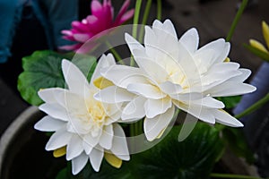 Artificial lotus