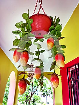 Artificial mango fruit pot for home decoration