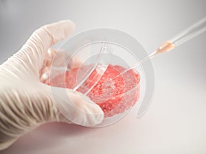Artificial meat research photo