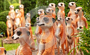 Artificial meerkats in a tropical park