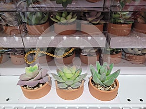 Artificial mini succulent teacup set photo