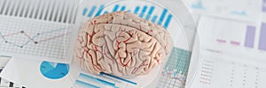 Artificial model of human brain lying on documents with graphs closeup