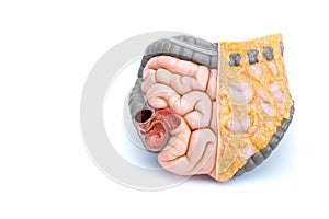 Artificial model of human intestines