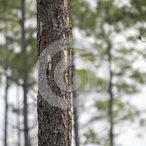 Artificial nest cavity in Long Leaf Pine tree for endangered Red-cockaded Woodpecker