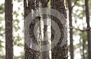 Artificial nest cavity in Long Leaf Pine tree for endangered Red-cockaded Woodpecker