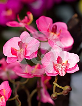 Artificial Orchid Flower.