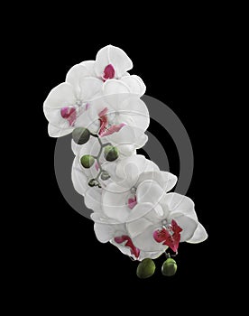 Artificial orchid flower isolated on black