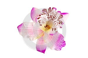 Artificial Orchid flower, on white background, isolated photo