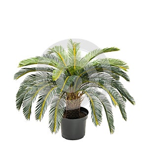Artificial palm chicas tree like real as modern evergreen ecological decoration for interiors