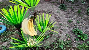 artificial palm tree with bananas beautiful decoration