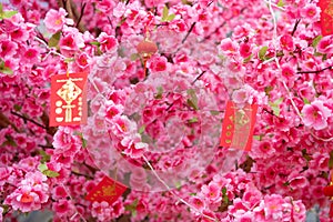 artificial peach blossom and red pockets at horizontal composition