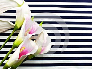 Artificial pink calla flowers bouquet located on Blue and white stripes canvas