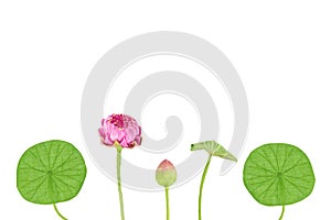 Artificial pink lotus background.