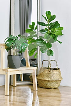 Artificial plant, Fiddle leaf fig tree and monstera planted in black pot on room corner, Indoor tropical houseplant for home