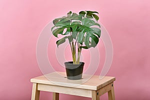 Artificial plant, Philodendron monstera planted black pot on pink background