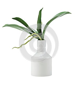 Artificial plant in a vase over white background. Image for interior design