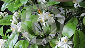 Artificial pollination indoor calamondin citrus plant.