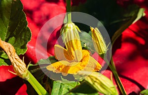 Artificial pollination of squash and pumpkin plants. Two yellow flowers with pollen. Voidflower. Close-up
