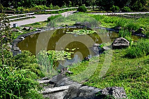 Artificial pond filled with water and decorated with ornamental plants reeds and water lilies.