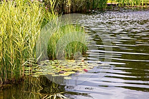 Artificial pond with water and aquatic plants.