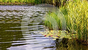Artificial pond with wave in water and aquatic green plants.