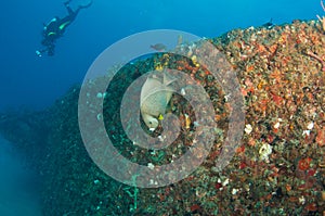 Artificial Reef-Ancient Mariner