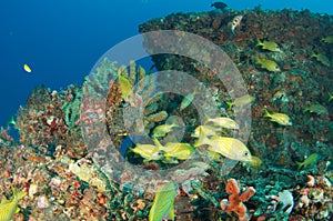 Artificial Reef-Berry Patch