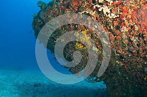 Artificial Reef named the Berry Patch