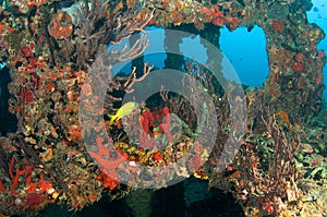 Artificial Reef named the Berry Patch