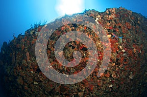 Artificial Reef named the Berry Patch