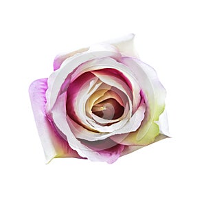 Artificial rose flower isolated