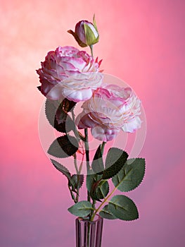 Artificial rose flower on a pink background. There is room for text. Postcard concept