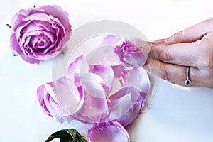 Artificial Rose Flowers from foam, foamiran Step-by-step masterclass workshop, handicraft guide photo