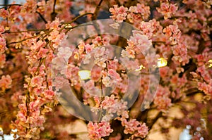 Artificial Sakura Flowers or Cherry Blossoms in Japanese Style for Home and Building Decoration.