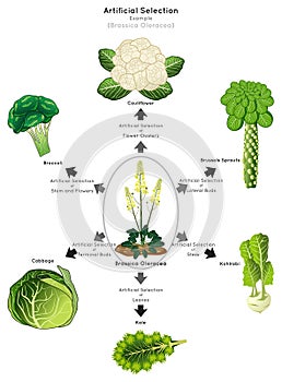 Artificial Selection Infographic Diagram with example of brassica oleracea