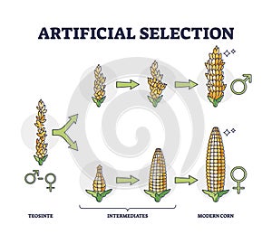 Artificial selection with selective breeding for vegetables outline diagram