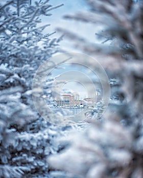 Artificial snow covered fir-tree in the city Marseilles. Branch of fir tree covered with snow, close up. sharp frosts