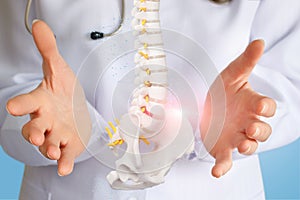 An artificial spine model with pelvis unit between doctor hands