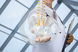 An artificial spine model with pelvis unite in doctors hands