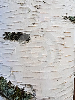 Artificial stone, masonry, brick, white wall.  white birch bark. tree trunk. Russian birch