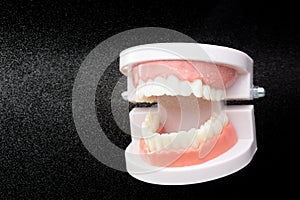Artificial Tooth Plastic jaw clean with water spray jet. Teeth of dental jaw model spray with water to clean up before operation.