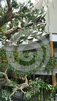 Artificial Tree Structure, Mirrors, Toucan
