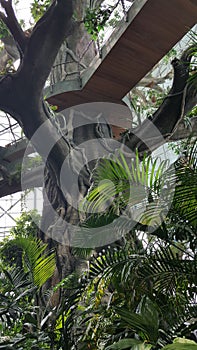 Artificial Tree Structure, Wooden Walkway