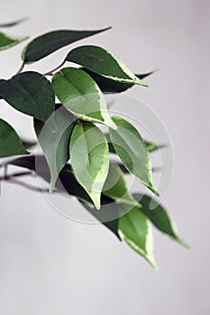 Artificial Tree Used for Home Decoration photo