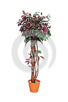 Artificial trees in pots isolated