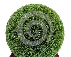 Artificial trimmed boxwood shrub