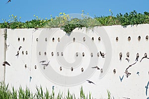 Artificial wall with holes for barn swallow nests