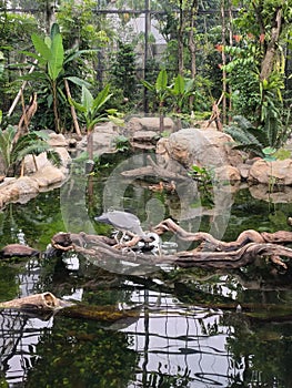 Artificial wetland in Animalium BRIN